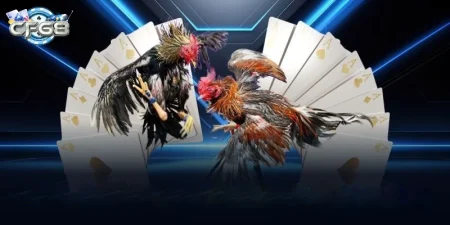 Những Điều Cần Biết Khi Xem Đá Gà Live