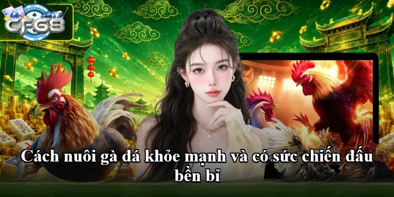 Cách nuôi gà đá khỏe mạnh và có sức chiến đấu bền bỉ