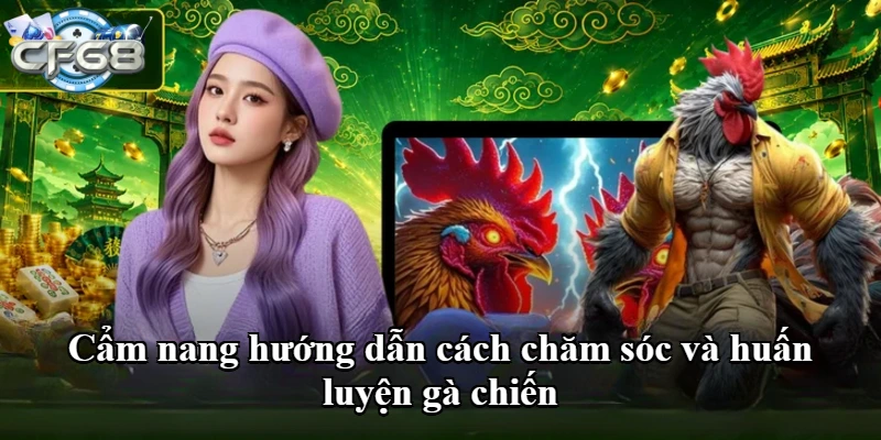 Cẩm nang hướng dẫn cách chăm sóc và huấn luyện gà chiến
