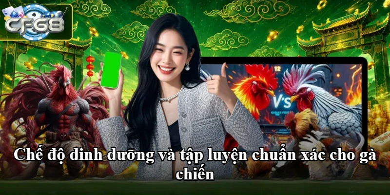Chế độ dinh dưỡng và tập luyện chuẩn xác cho gà chiến