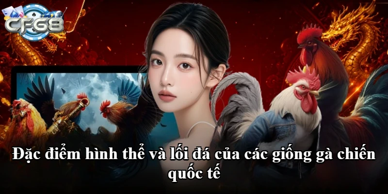 Đặc điểm hình thể và lối đá của các giống gà chiến quốc tế