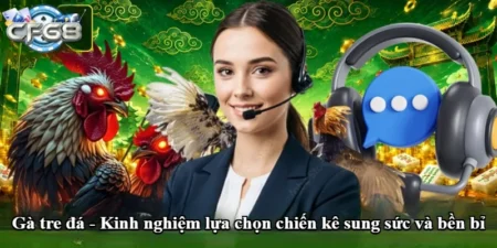 Gà tre đá - Kinh nghiệm lựa chọn chiến kê sung sức và bền bỉ