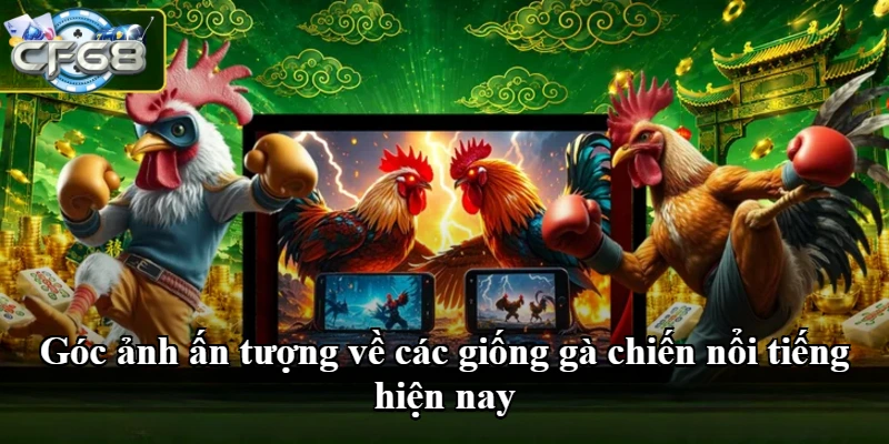 Góc ảnh ấn tượng về các giống gà chiến nổi tiếng hiện nay