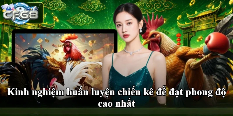 Kinh nghiệm huấn luyện chiến kê để đạt phong độ cao nhất
