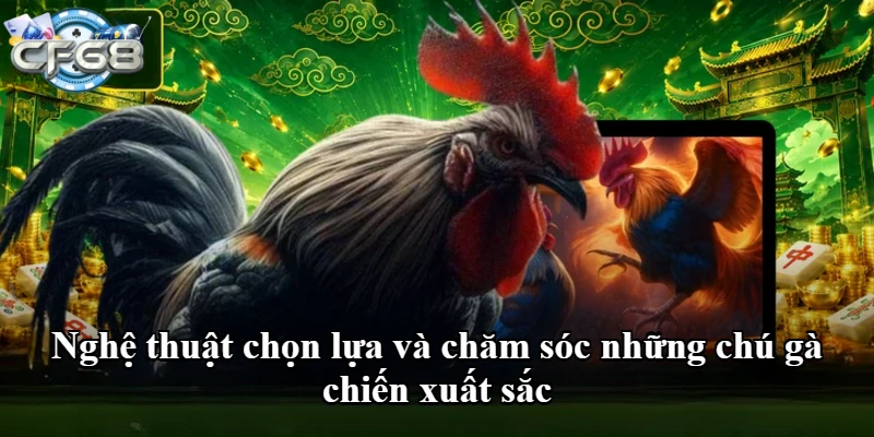 Nghệ thuật chọn lựa và chăm sóc những chú gà chiến xuất sắc