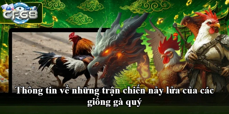 Thông tin về những trận chiến nảy lửa của các giống gà quý