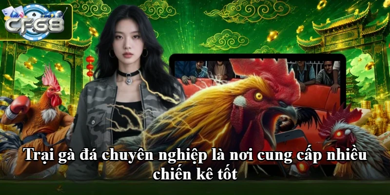 Trại gà đá chuyên nghiệp là nơi cung cấp nhiều chiến kê tốt